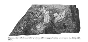 trilobites
